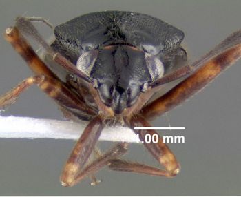 Media type: image;   Entomology 619509 Aspect: head frontal view